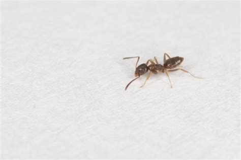 Army Ant Bite Symptoms