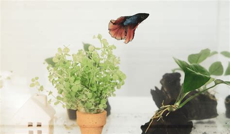 What Fish Can Live With Bettas The Fish Keeping And Aquarium Guide