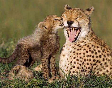 Cheetah With Her Cub Photos Baby Animals With Their Mothers Ny