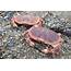 Brown Crab Cancer Pagurus