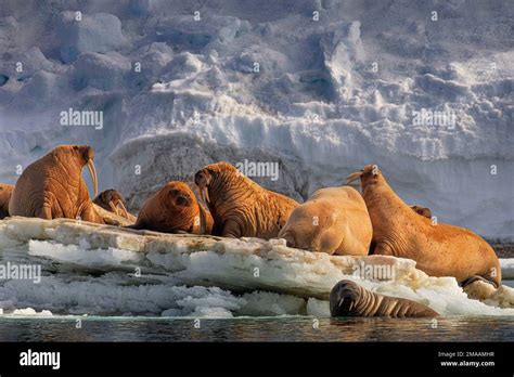 Walrus Odobenus Rosmarus Colony Torellneset Svalbard Arctic