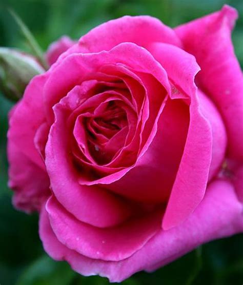 Inspirational Flowers Roses Pinks Beautiful Roses Hot Pink Roses