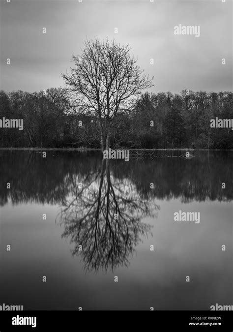 Tree On Lake Shore Mirror Effect Stock Photo Alamy
