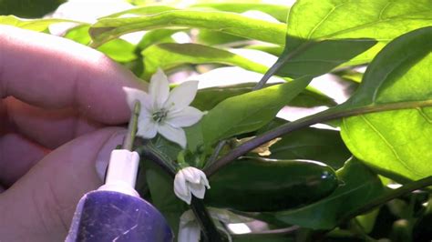 When it comes to peppers, here's what i know: Pollination and Fertilization - YouTube