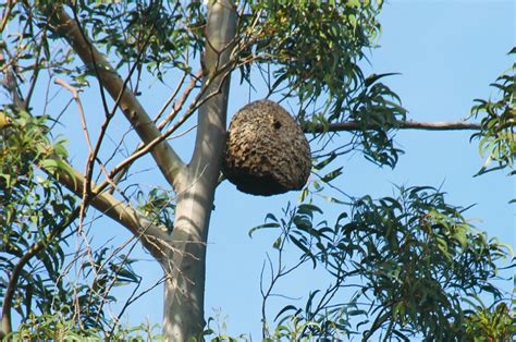 A espécie é originária de regiões tropicais e subtropicais, cuja distribuição natural que se estende pelo norte da índia ao leste da china, indochina e ao arquipélago da indonésia. Ninho de vespa asiática em Caceira
