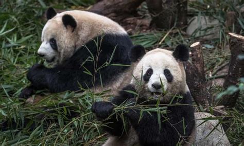 Giant Pandas No Longer Endangered In The Wild China Announces The
