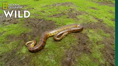 The Anaconda Is A Heavyweight Of Snakes Nat Geo Wild Youtube