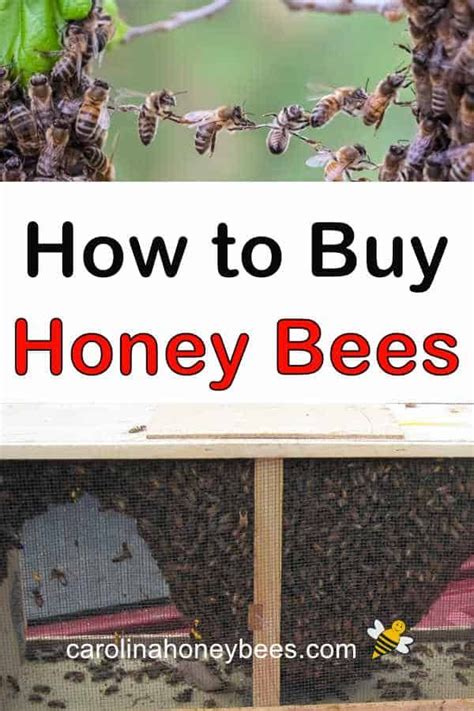 How To Buy Bees For Your Hive Carolina Honeybees Honey Bees For
