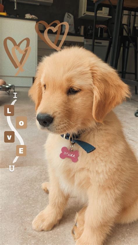 As much as 2.5 cups a day of food in 2 meals is best for your puppy. How Much To Feed A Golden Retriever Puppy - Pet Inspiration