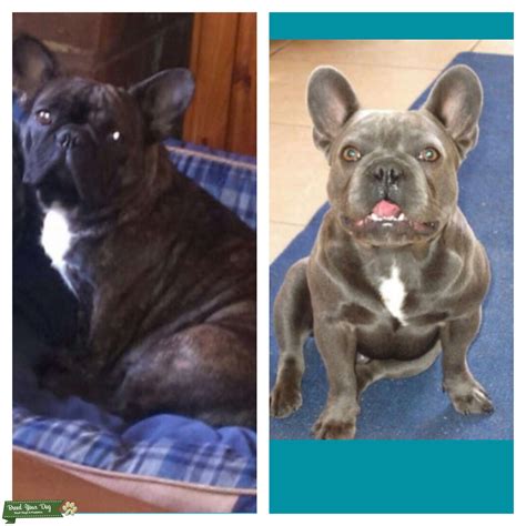 He has been shown lightly to date and has was placed at his very 1st. Stud Dog - French bulldog stud KC registered - Breed Your Dog