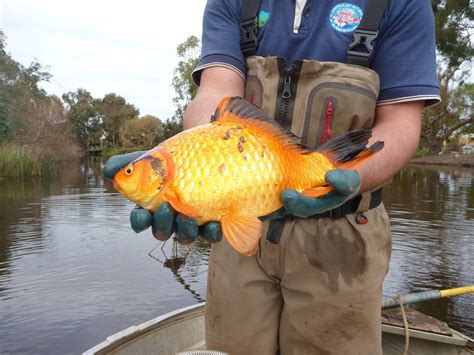 In The Wild Goldfish Turn From Pet To Pest The New York Times