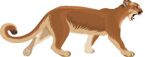 Shop our wide variety of products at the lowest online prices. Mountain Lion Illustrations, Royalty-Free Vector Graphics ...