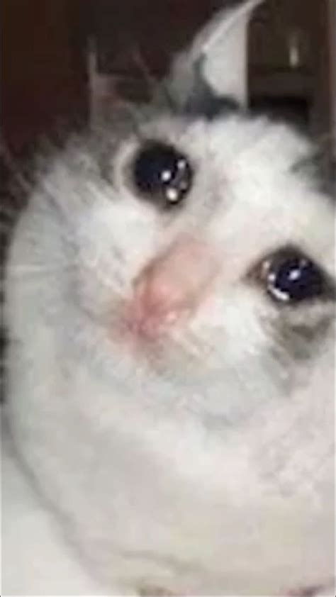 Crying Cat Meme PNG BASE Sad Meme HD Phone Wallpaper Pxfuel