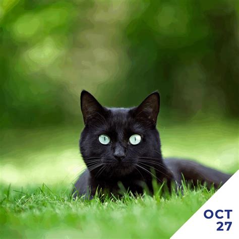 Today Is National Black Cat Day A Day Created By The Cats Protection