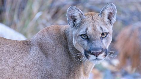 Mountain Lion Sighting In Yolo County Cougar Fled From Area