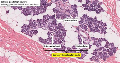 Histology Of Salivary Glands What Is A Gland The Best Porn Website