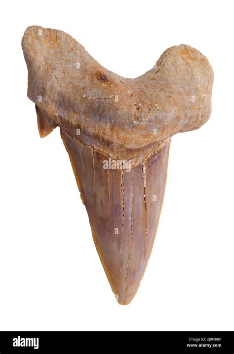 Fossil Tooth Shark Cut Out Stock Images And Pictures Alamy