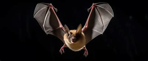 Uncover Pros And Cons Of Diy Bat Removal Control Or Wildlife Risk Florida Wildlife Trappers