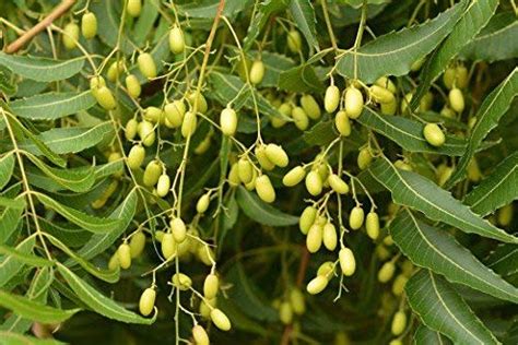 Creative Farmer Live Medicinal Plant Neem Treethe Miracle Tree Of