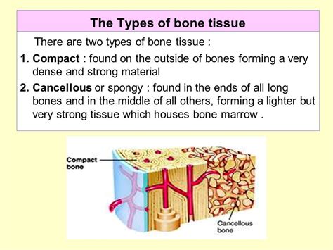 Two Types Of Bone Tissue Slideshare