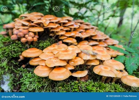 Honey Agaric Mushrooms Growing On A Tree In Autumn Forest Group Of