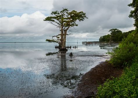 Cypress Tree In The Albemarle Sound On The Outer Banks Of North