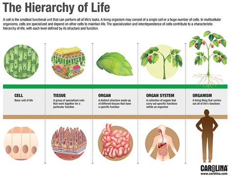 Infographic The Hierarchy Of Life Carolina Biological Supply