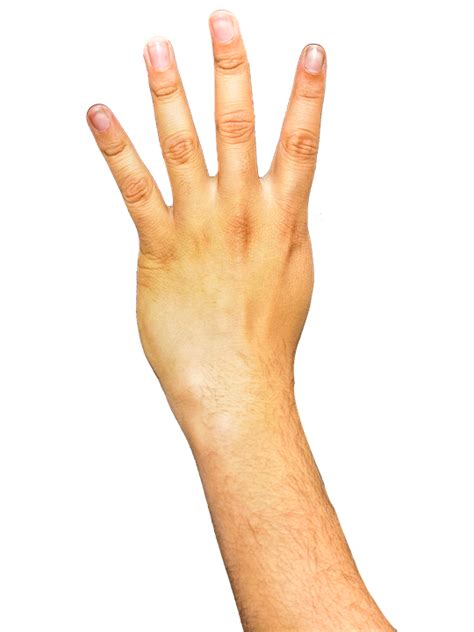 มือ นิ้วมือ แขน · ภาพฟรีบน Pixabay
