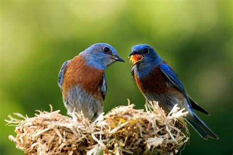 4 Types Of Bluebird Species In The Us With Pictures Optics Mag