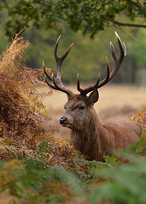 Red Deer Stag In Richmond Park Photograph By Fine Art