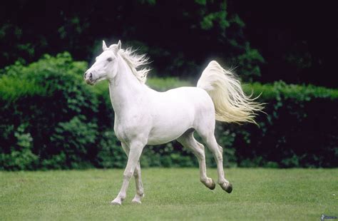 Stunning White Horse Animals Photo 34914997 Fanpop