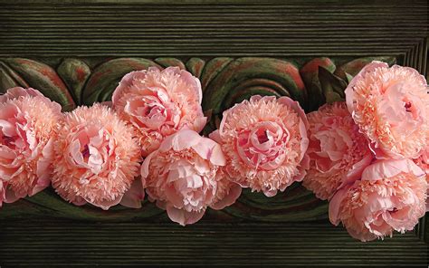 Peony Wallpaper 60 Images