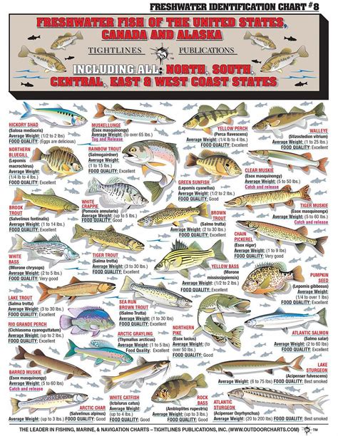 Guide To Fishing Beginnersfishingequipment Fish Chart Freshwater