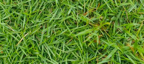 Identifying Zoysia Grass Versus Bermuda Grass Abc Blog