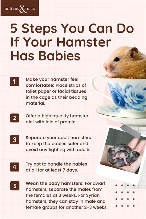 How To Take Care Of Your Hamster That Just Gave Birth Pet Care Tips