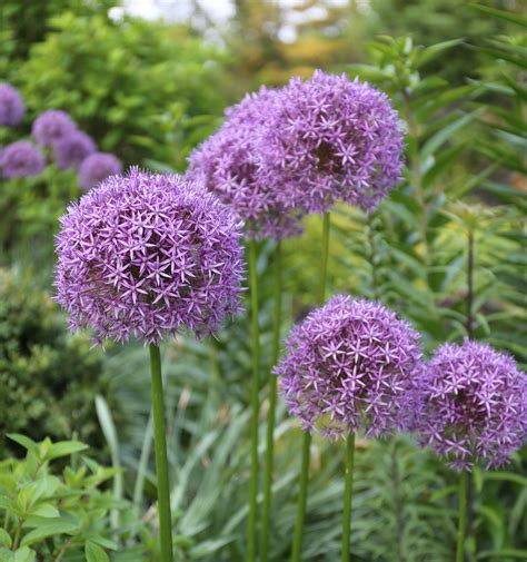 Allium A Complete Guide To Growing From Seed My Heart Lives Here