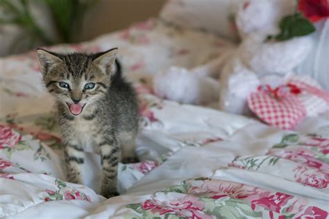 無料画像 可愛い ペット 毛皮 ポートレート 若い 子猫 ネコ 小さい 哺乳類 グレー ウィスカー 赤ちゃん 面