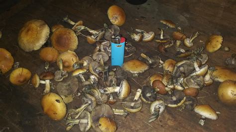 Magic Mushrooms In Texas All Mushroom Info