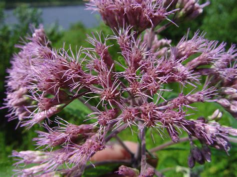 Eutrochium Fistulosum Hollow Joe Pye Weed Go Botany