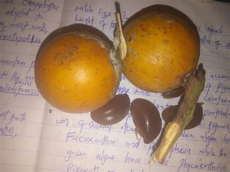 5 unbelievable health benefits of african cherry agbalumo udara techogb