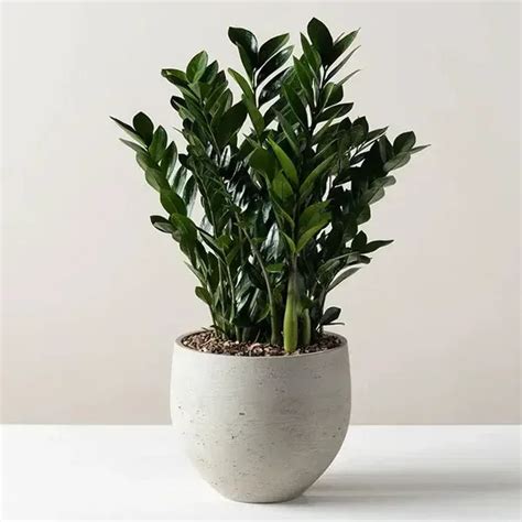 Zz Plant The Grow And Care Guide For Zamioculcas Zamiifolia