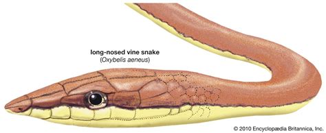 Snake External Anatomy