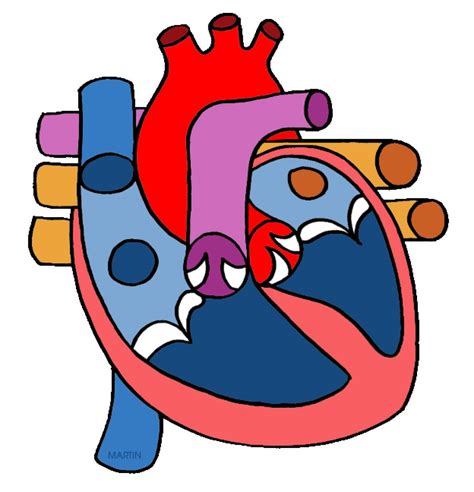 Heart Circulatory System Clipart Clip Art Library