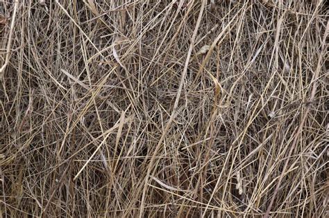 Abstract Hay Texture Beautiful Dry Grass Background Stock Image