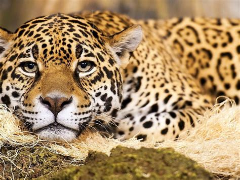Jaguar Big Cat Hd Desktop Wallpaper Widescreen High Definition