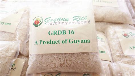 New Rice Variety Grdb 16 Launched Guyana Times
