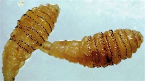 Human Botflies Have Larvae That Can Transmit Life Threatening Parasites