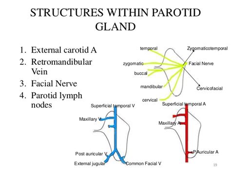 Salivary Glands And Thyroid Glands Focus Dentistry