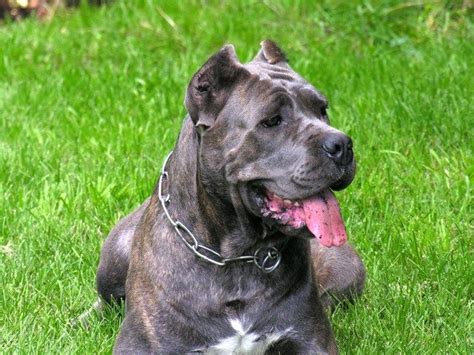 35 Cropping Cane Corso Ears Image Bleumoonproductions