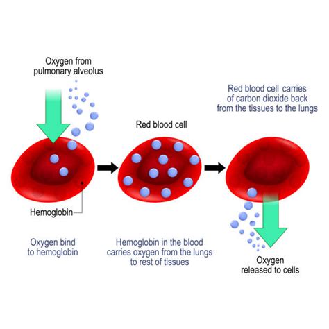 Red Blood Cells Diagram Labelled Simple